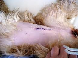 We did not find results for: Infected Neuter Incision Dog Pictures Gallery Pets Care Box