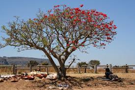 Image result for Erythrina lysistemon