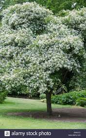 Chionanthus Retusus Chinese Fringe Fringe Tree Tree Images Tree