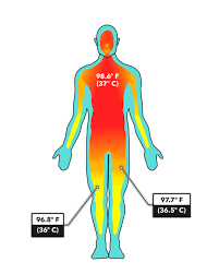 Mercola discuss the posterior chain, fundamental movement patterns and the body weight exercises that foundation training uses to. Crossfit Midline Stability Part 1 More Than The Core