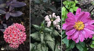 Fast delivery, safe ship warranty! Fall Blooming Flowers For Long Lasting Colour In The Garden