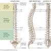 The spine extends from the bottom of your neck to just below your hips. 1