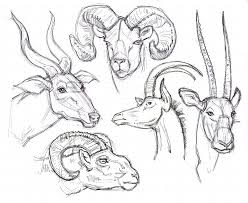 Various Ram Antelope Head Ink Drawings From Zoo Gary Geraths Drawings Animal Tattoos Animal Sketches