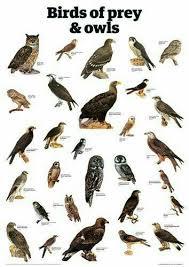 Birds Of Prey Cw Seed Pin By Jorge Casanova On Animals Birds Birds Of Prey Backyard Birds
