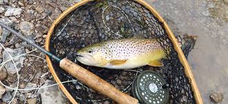 Brown Trout Vermont Fish Wildlife Department