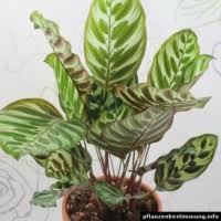 Image result for Halopegia