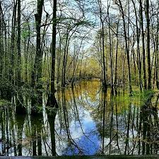 Compare top louisiana cabin vacation rentals up to 75% off. Tickfaw State Park Home Facebook