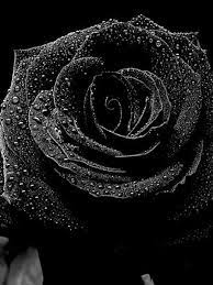 Check spelling or type a new query. Free Download Pretty Black Wallpaper 38 Hd Black Wallpapers Download 1440x1280 For Your Desktop Mobile Tablet Explore 74 Pretty Black Backgrounds Black Wallpaper For Desktop Beautiful Black Background Wallpapers