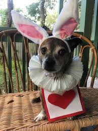 White Rabbit Dog Costume For Alice In Wonderland Theme Collar Is Coffee Filters Vest Is Disney Dog Costume Pet Halloween Costumes Alice In Wonderland Costume