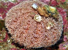 Rose Flower Urchin Toxopneustes Roseus Cabo San Lucas Mexico In 2020 Rose Flower Urchin Gulf Of California