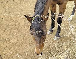Is Oat Hay A Suitable Alternative For Horses Farmer S Weekly