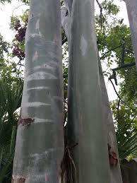 Image result for Eucalyptus torelliana