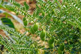 Trueleafmarket.com has been visited by 10k+ users in the past month How To Grow Chickpeas Garbanzo Beans Harvest To Table