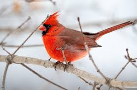 Cardinal is a vivid red, which may get its name from the cassocks worn by catholic cardinals (although the color worn by cardinals is scarlet). The Facts And Myths About Cardinal Birds Natural History Society Of Maryland