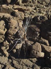 Image result for Xerophyta pauciramosa