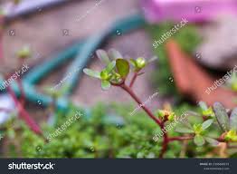 Image result for Elatinaceae