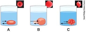 If you need professional help with completing any kind of homework, solution essays is the right place to get it. A P1 Quiz 3 Cells Flashcards Quizlet