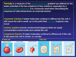 When plant cells are in a hypotonic solution, the central vacuole takes on extra water and pushes the cell membrane against the cell wall. Biology Cells Biology Structure And Homeostasis Ppt Download