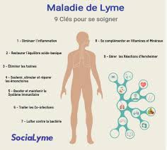 Un traitement de sept jours avec 1% de renouée du japon suffit à éradiquer la maladie ; 9 Cles Pour Soigner La Maladie De Lyme Maladie De Lyme
