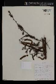 Image result for Acacia kirkii