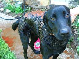 1 quart of 3% hydrogen peroxide solution (found at any pharmacy or supermarket) 1/4 cup of baking soda. De Skunking Best Ways To Get Rid Of Skunk Odor Pethelpful