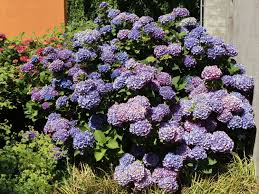 Someone told me never to take those off, the new bud is in there ???? Ballhortensie Blau Hydrangea Macrophylla Blau Baumschule Horstmann