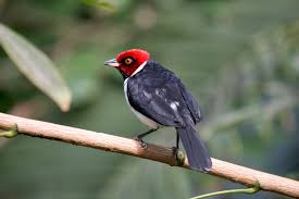 Image result for Paropsia grewioides