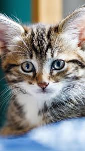 Cute kitty wallpaper for mobile masuzi march 13, 2021 cute cat wallpaper hd for mobile blast cat themed wallpaper for your phone a 48 cute cat iphone wallpaper on android cute cat wallpaper wallpaperandro Cat Cute Mobile Wallpapers Wallpaper Cave