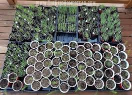 Keep in mind that it'll take about 85 or so days for your plant to reach maturity if you plant lavender from seed. How To Grow Lavender From Seed Using The Winter Sowing Method Growing Lavender How To Grow Lavender From Seed Lavender From Seed