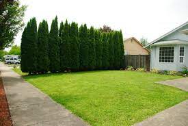 See more ideas about privacy landscaping, privacy trees, privacy plants. Protect Your Privacy With These 5 Evergreen Trees Dengarden