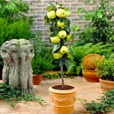 We did not find results for: Golden Sentinel Columnar Apple Trees For Sale Fastgrowingtrees Com