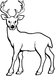 36+ realistic nature coloring pages for printing and coloring. Realistic Deer Coloring Pages Bestappsforkids Com