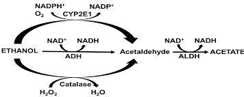 Biomedicines Free Full Text Alcohol Metabolizing Enzymes Microsomal Ethanol Oxidizing System Cytochrome P450 2e1 Catalase And Aldehyde Dehydrogenase In Alcohol Associated Liver Disease Html
