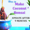 Episode 23 today i will show you how to make a mame bonsai tree at home. 1