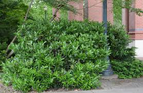 I took four cuttings back in the fall and managed to get them to root fairly easily and from what i've read these plants look great when full grown. Prunus Laurocerasus Otto Luyken Landscape Plants Oregon State University