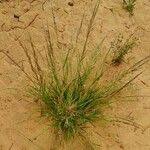 Image result for Eragrostis japonica