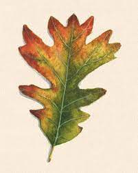 Fall White Oak Leaf Watercolor Painting Autumn Leaves Art Fine Art Prints Aceo Prints Note Cards Greeting Cards Autumn Leaves Art Oak Leaf Art Leaf Art