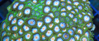 Le attrazioni nelle vicinanze includono mall darya (0,7 km), viva bar (0,2 km) e vegas casino sharm elsheikh (0,5 km). Updated Advice On Preventing Palytoxin Poisoning Oata The Ornamental Aquatic Trade Association