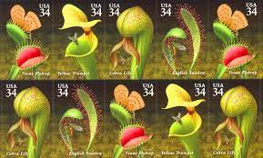 Ipw 7 Carnivorous Plant References By Makoto Honda Carnivorous Plants Plants Unique Plants