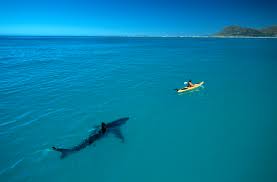 The morph collection allows to change several key. White Shark Kayak Thomas P Peschak