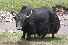 images?q=tbn:ANd9GcSB3h-9OXIGgEqY5I6KLFlMn6Y9Ptvt4TbLPdmAqGLT3vGOjTGT