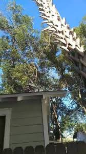 If you need tree work done, this is your guy! Z S Tree Service Oviedo Fl United States Oviedo Fl 2021