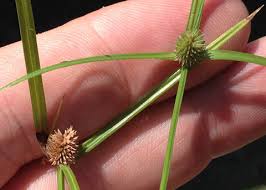 Image result for Kyllinga erecta