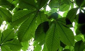 A possible source of the greek word is the ancient town of kastanea in thessaly. How Well Can You Identify Uk Trees From Their Leaves Quiz Tree Leaf Identification Leaf Identification Horse Chestnut Trees