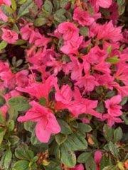 We did not find results for: Azalea Rhododendron Encore Autumn Cheer Pp10579 Encore Azalea From Colesville Nursery