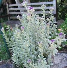 Image result for Vernonia natalensis