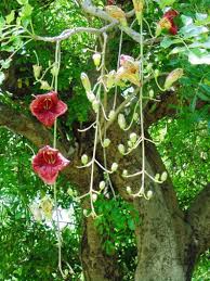 Kigelia Pinnata 8 Seeds African Sausage Tree Kigelia Africana Etsy Africana