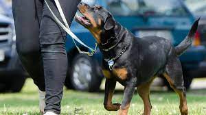 Includes rottie pictures, rottweiler puppy breeders and puppies for sale. Most Common Mistakes In Rottweiler Training Rottweilerhq Com