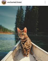 Mehmet Raci Ozturk Adli Kullanicinin Guzellikler Beauties Panosundaki Pin Kedi Cats