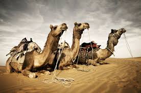 Put your face in the hole and become a rock star, a model or football play using one of our 250.000 scenarios. Thar Desert Case Study Internet Geography